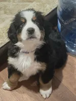 Purple, a female Bernese Mountain Dog for sale in Brookhaven, MS – 1 of 5
