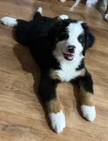 Yellow, a female Bernese Mountain Dog for sale in Brookhaven, MS – 2 of 10