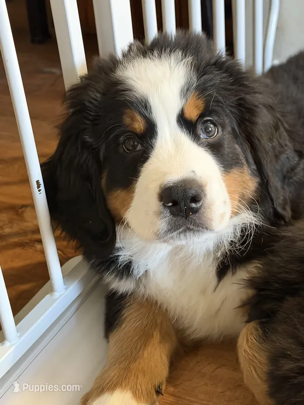 Purple – Bernese Mountain Dog puppy for sale in Brookhaven, MS