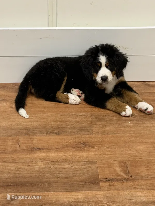 Purple – Bernese Mountain Dog puppy for sale in Brookhaven, MS