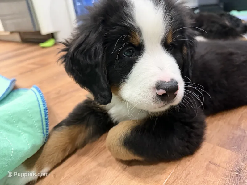 Blue – Bernese Mountain Dog puppy for sale in Brookhaven, MS