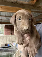 Pink, a female Rhodesian Ridgeback and Labrador Retriever for sale in Forest, MS – 2 of 2