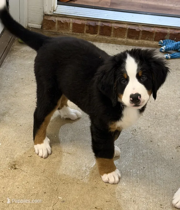 Blue – Bernese Mountain Dog puppy for sale in Brookhaven, MS