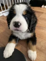 Green, a male Bernese Mountain Dog for sale in Brookhaven, MS – 2 of 3