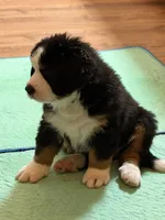 Gray, a male Bernese Mountain Dog for sale in Brookhaven, MS – 2 of 4