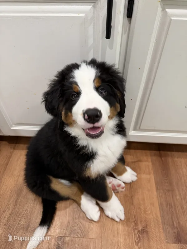 Green – Bernese Mountain Dog puppy for sale in Brookhaven, MS