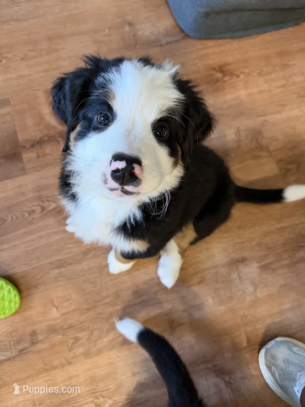 Yellow – Bernese Mountain Dog puppy for sale in Brookhaven, MS
