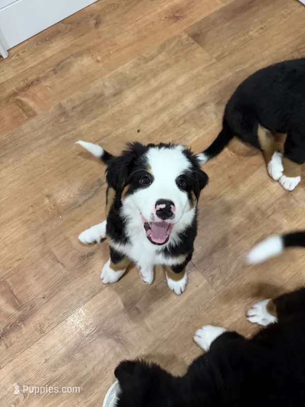 Yellow – Bernese Mountain Dog puppy for sale in Brookhaven, MS