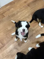Yellow, a female Bernese Mountain Dog for sale in Brookhaven, MS – 3 of 10
