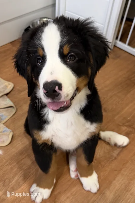 Blue – Bernese Mountain Dog puppy for sale in Brookhaven, MS