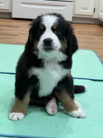Purple, a female Bernese Mountain Dog for sale in Brookhaven, MS – 5 of 5