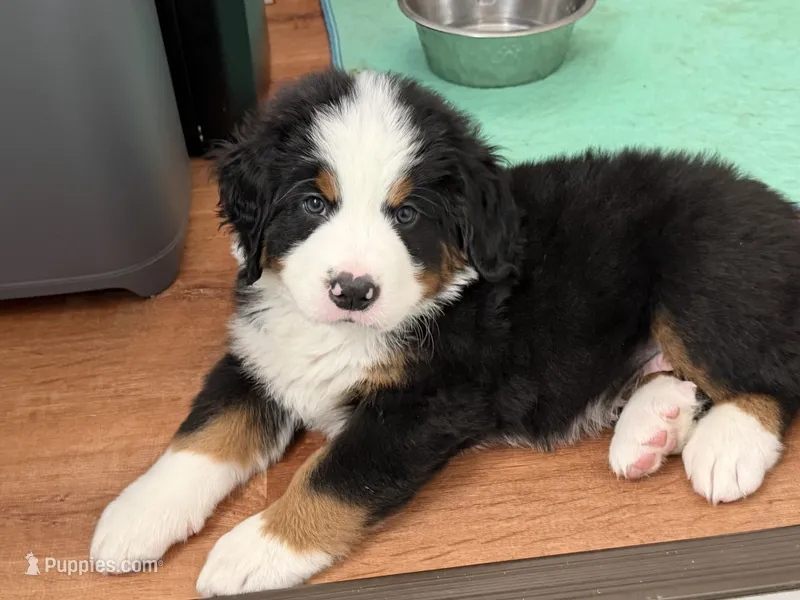 Green – Bernese Mountain Dog puppy for sale in Brookhaven, MS