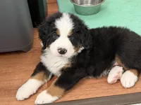 Green, a male Bernese Mountain Dog for sale in Brookhaven, MS – 1 of 3
