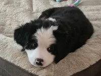 Yellow, a female Bernese Mountain Dog for sale in Brookhaven, MS – 6 of 10
