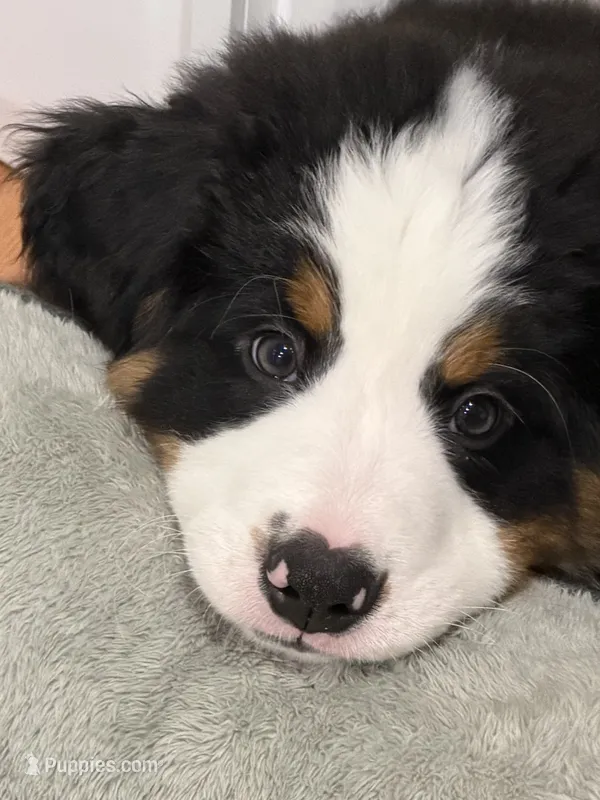 Green – Bernese Mountain Dog puppy for sale in Brookhaven, MS
