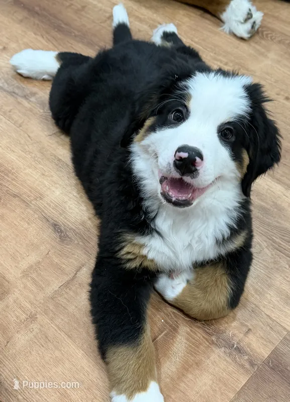 Yellow – Bernese Mountain Dog puppy for sale in Brookhaven, MS