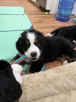 Purple, a female Bernese Mountain Dog for sale in Brookhaven, MS – 3 of 5