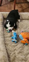 Yellow, a female Bernese Mountain Dog for sale in Brookhaven, MS – 2 of 4