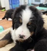 Blue, a male Bernese Mountain Dog for sale in Brookhaven, MS – 2 of 9