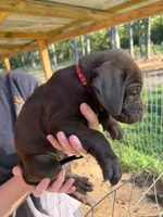 Red, a male Rhodesian Ridgeback and Labrador Retriever for sale in Forest, MS – 1 of 2