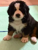 Gray, a male Bernese Mountain Dog for sale in Brookhaven, MS – 4 of 4
