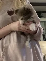 Lilly, a female Pomeranian for sale in Bremen, AL – Photo 4 of 6