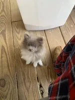 Lilly, a female Pomeranian for sale in Bremen, AL – Photo 2 of 6