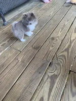 Lilly, a female Pomeranian for sale in Bremen, AL – Photo 1 of 6