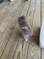 Lilly, a female Pomeranian for sale in Bremen, AL – Photo 6 of 6