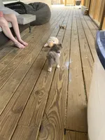 Lilly, a female Pomeranian for sale in Bremen, AL – Photo 5 of 6