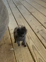 Titan Tot, a male Pomeranian for sale in Bremen, AL – Photo 8 of 8