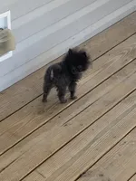 Titan Tot, a male Pomeranian for sale in Bremen, AL – Photo 7 of 8