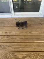 Titan Tot, a male Pomeranian for sale in Bremen, AL – Photo 5 of 8