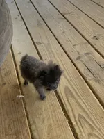 Titan Tot, a male Pomeranian for sale in Bremen, AL – Photo 2 of 8