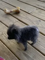 Titan Tot, a male Pomeranian for sale in Bremen, AL – Photo 3 of 8