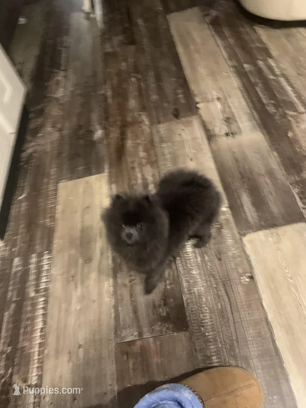 Titan Tot – Pomeranian puppy for sale in Bremen, AL