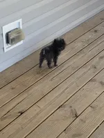 Titan Tot, a male Pomeranian for sale in Bremen, AL – Photo 4 of 8