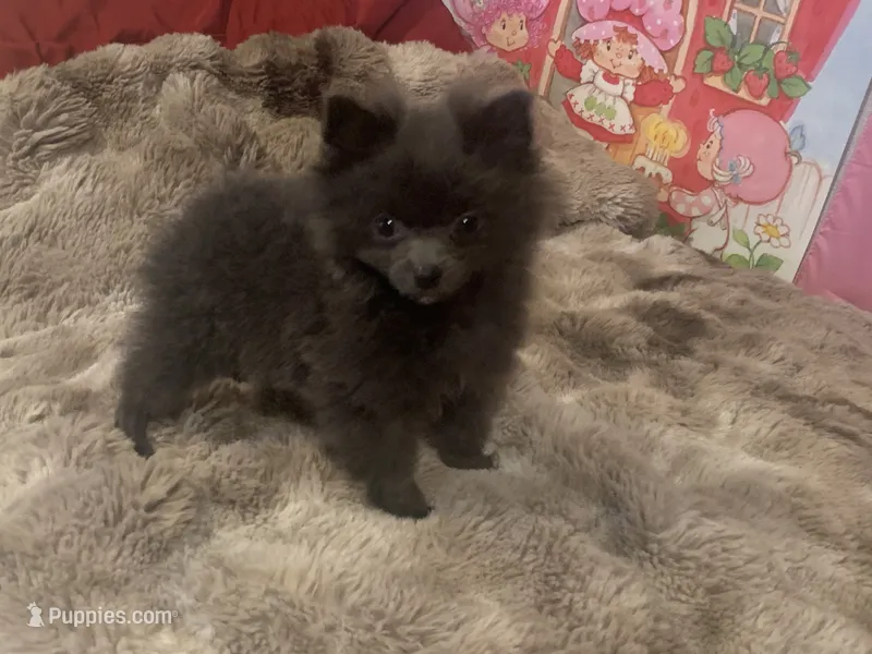 Oats  – Pomeranian puppy for sale in Bremen, AL