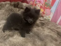 Oats , a female Pomeranian for sale in Bremen, AL – 2 of 7
