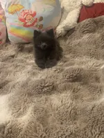 Oats , a female Pomeranian for sale in Bremen, AL – 3 of 7