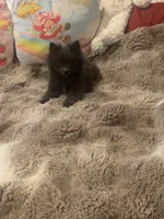 Oats , a female Pomeranian for sale in Bremen, AL – 4 of 7