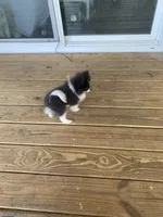 Mia, a female Pomeranian for sale in Bremen, AL – Photo 5 of 6