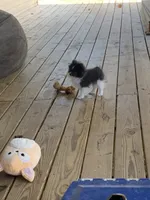 Mia, a female Pomeranian for sale in Bremen, AL – Photo 4 of 6