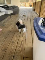 Mia, a female Pomeranian for sale in Bremen, AL – Photo 2 of 6