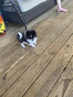 Mia, a female Pomeranian for sale in Bremen, AL – Photo 3 of 6