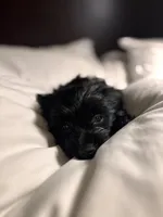 Luna, a female Chihuahua and Yorkshire Terrier for sale in Dorchester Center, MA – Photo 3 of 4