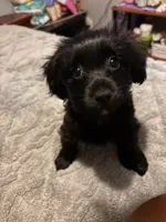 Luna, a female Chihuahua and Yorkshire Terrier for sale in Dorchester Center, MA – Photo 2 of 4