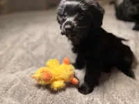 Luna, a female Chihuahua and Yorkshire Terrier for sale in Dorchester Center, MA – Photo 4 of 4