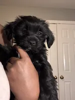 Coco, a female Chihuahua and Yorkshire Terrier for sale in Dorchester Center, MA – Photo 8 of 10