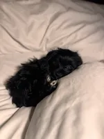 Coco, a female Chihuahua and Yorkshire Terrier for sale in Dorchester Center, MA – Photo 4 of 10